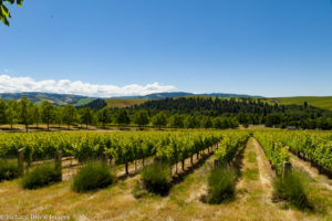 Walla Walla Valley AVA Vineyard Study Reports Growth, Change