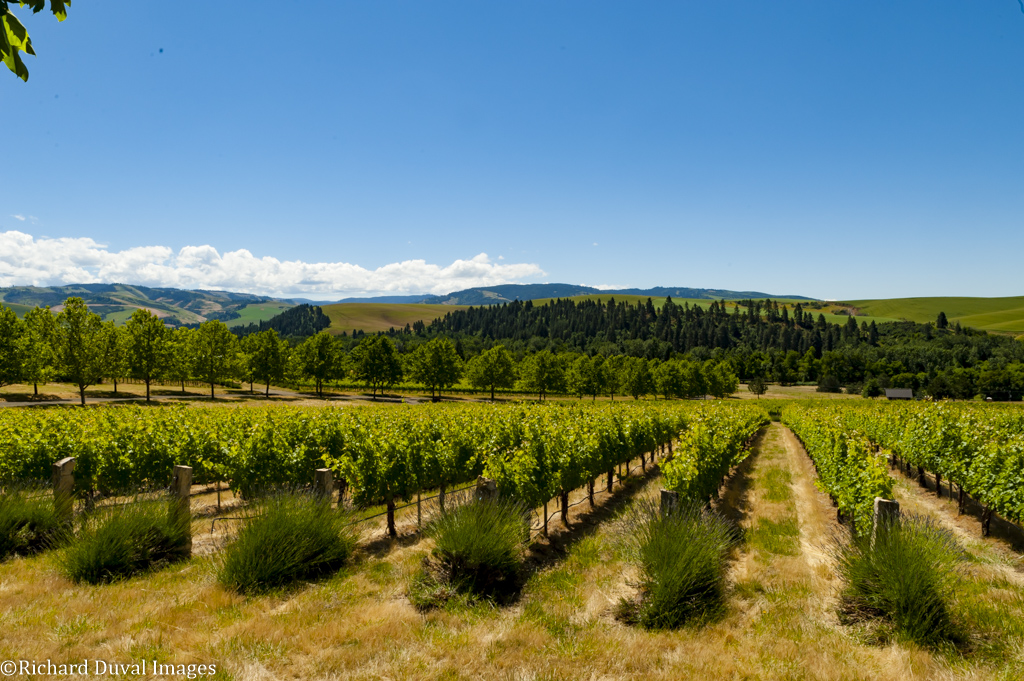 Walla Walla Valley AVA Vineyard Study Reports Growth, Change