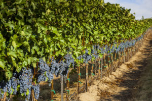 Revised Schedule and Tickets Announced for Celebrate Walla Walla Valley Wine &mdash; The World of Merlot