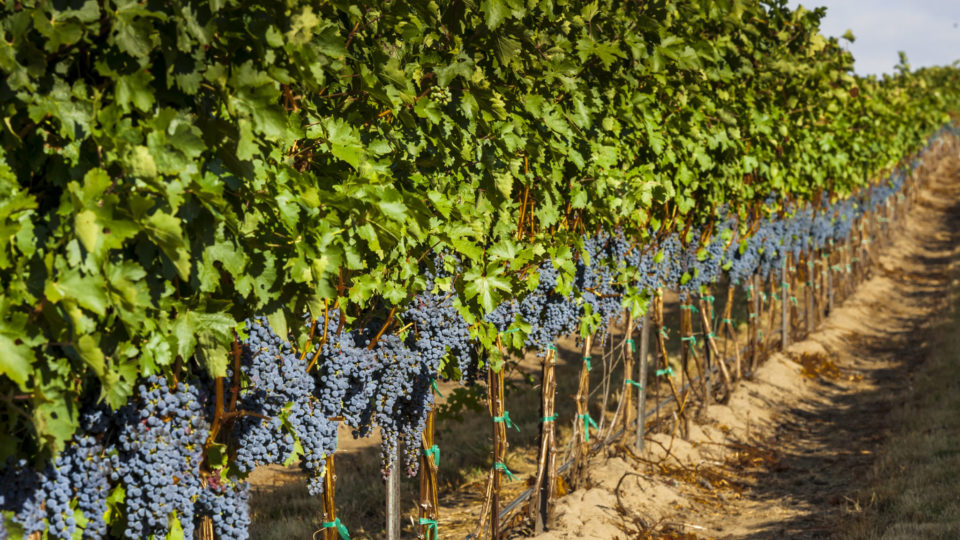 Revised Schedule and Tickets Announced for Celebrate Walla Walla Valley Wine &mdash; The World of Merlot