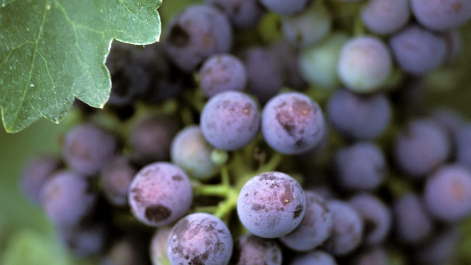 2012 Vintage - A Near Perfect Growing Season for Walla Walla Valley Vintners