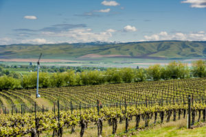 Seven Hills Vineyard looking northeast
