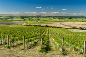 View of the WW Valley from Seven Hills Vineyard