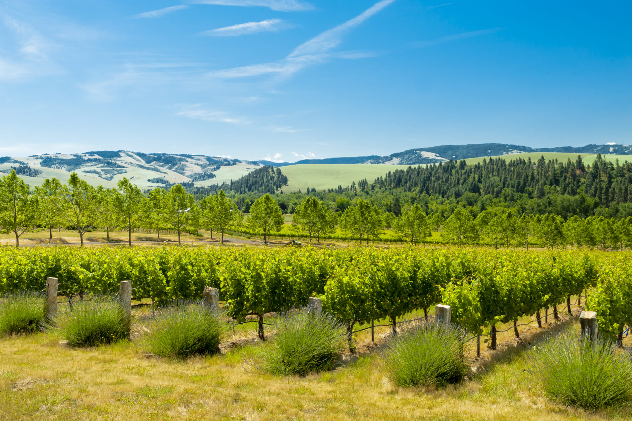 Figgins Family Estate Vineyard and views of the Blue Mountains