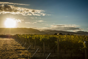 Robert Hansen Named Executive Director of the Walla Walla Valley Wine Alliance 1