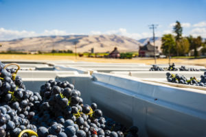 Grapes in the bin at Doubleback Winery
