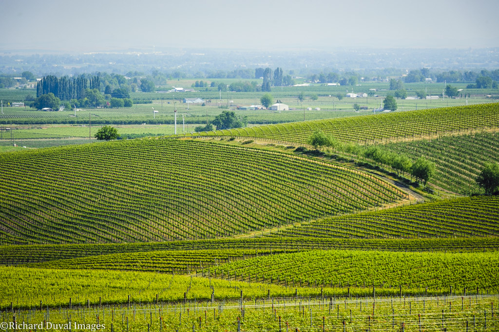 Walla Walla Valley Wine Month Announced for April 2020