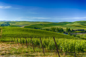Summer Celebration Aims to Highlight Walla Walla Valley Wine