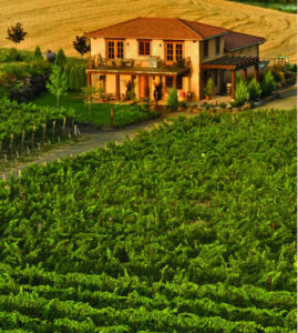 Va Piano Vineyards 1