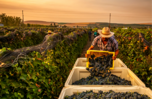 Grower Membership