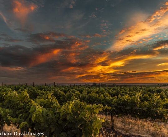 Vineyard Sunset